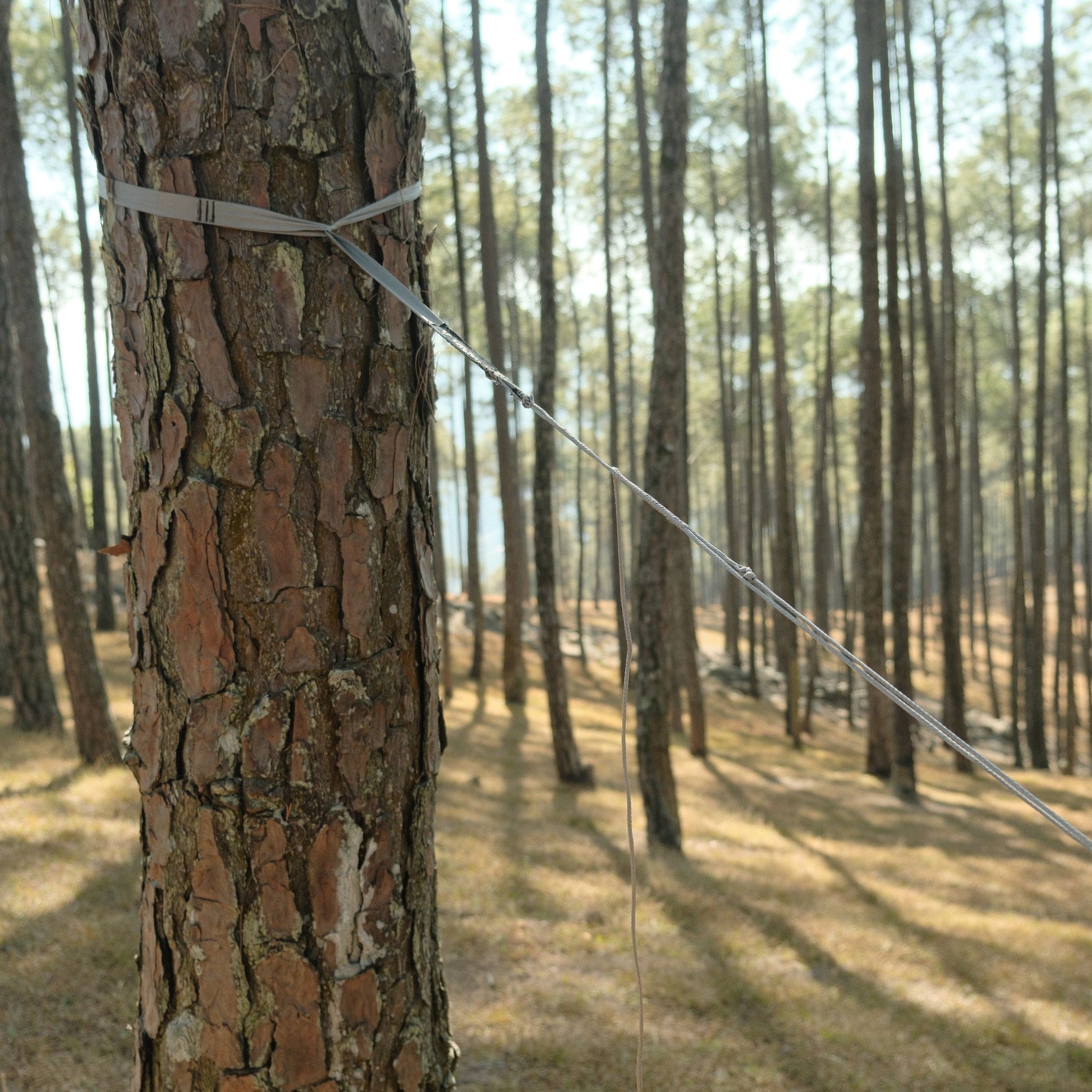 Durable tree-friendly hammock straps for ultralight campers